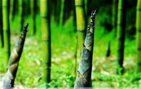 竹子生長方式 家裡放彌勒佛
